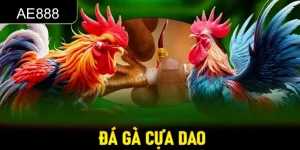 đá gà cựa dao kubet