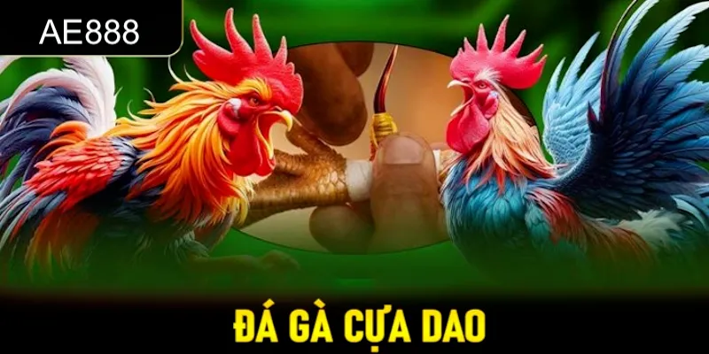 đá gà cựa dao kubet