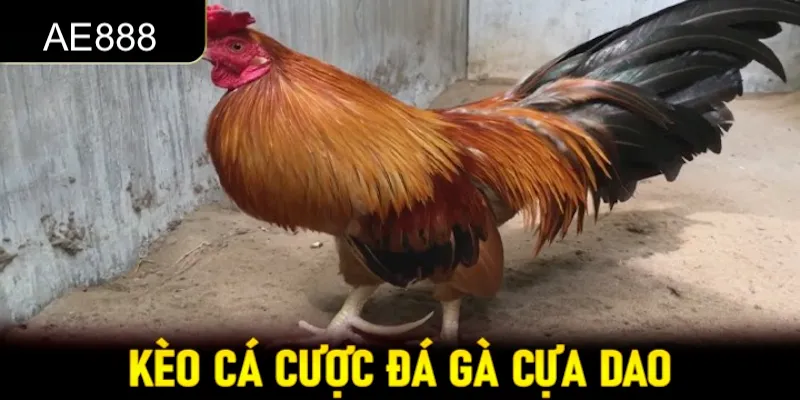 Các hình thức cá cược được yêu thích trong cược kê cựa dao