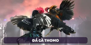 đá gà thomo
