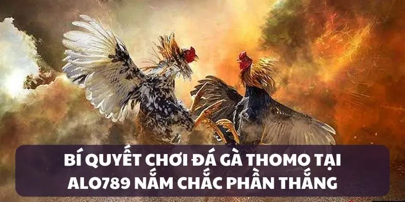 Áp dụng bí quyết cược đá gà Thomo thắng lớn