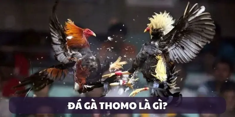 Giới thiệu đá gà Thomo