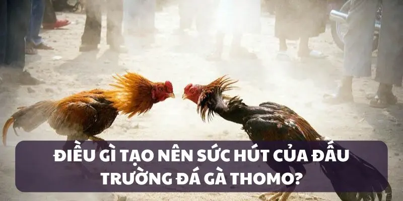 Điểm gây nghiện của đá gà Thomo