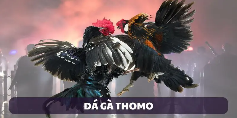 đá gà thomo