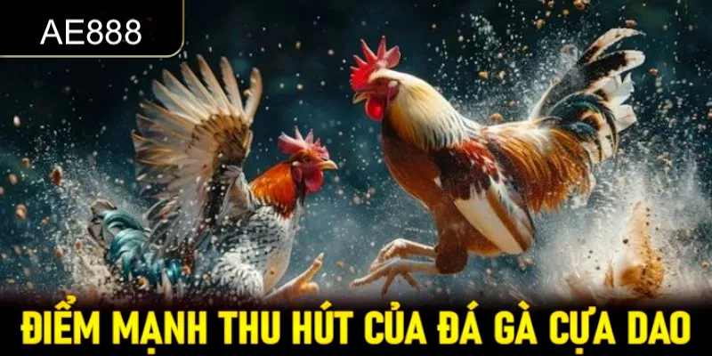 Một số đặc điểm nổi bật của chọi kê cựa dao cần nắm rõ