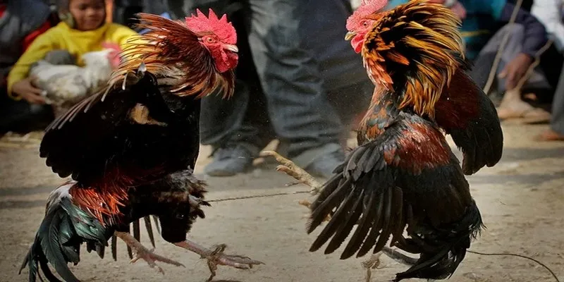 mẹo đá gà