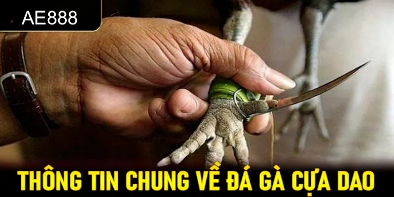 Tổng quan về chọi kê cựa dao tại KUBET cần nắm bắt